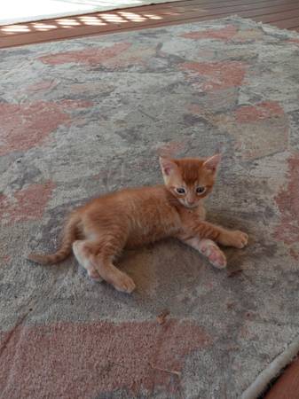 orange tabby kitten (Sacramento CA)63881395648003122