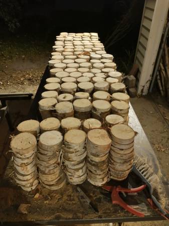 Birch Slices 3 to 6-inch diameter 1