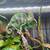 Veiled Chameleon 1 thumbnail
