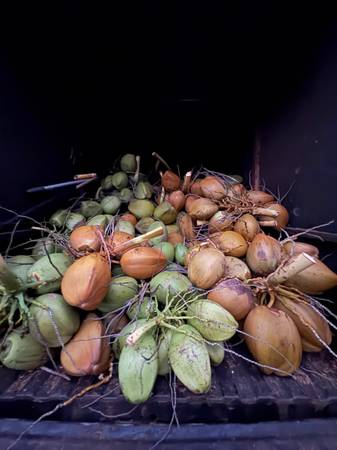 Coconuts delivered 1