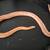 Mature male creamsicle tessera corn snake 4 thumbnail