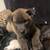 Puppys need new homes 4 thumbnail