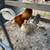 Gamefowl 7 thumbnail