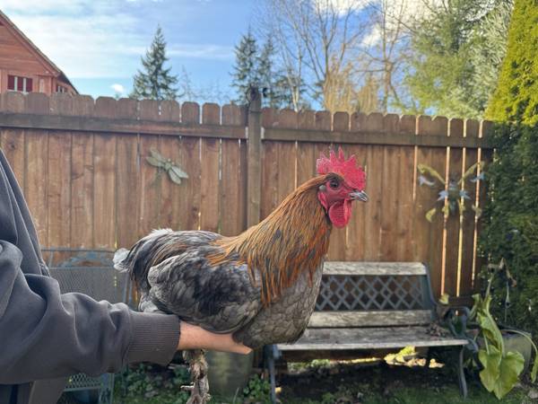 Blue Copper Maran Rooster 1