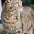 Missing Cat 1 thumbnail