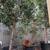 Ficus Hedges, 10'-13' tall, 7 total 2 thumbnail