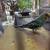 Parakeets 1 thumbnail
