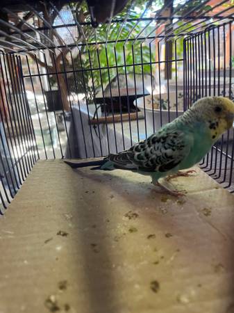 Parakeets 1