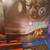 10) Vintage Laser Disc Movies/OBO 3 thumbnail