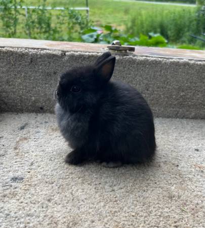 Bunnies 1