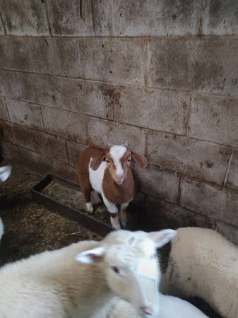 Herd of goats - $1 (Hermitage pa)62971055597569124