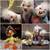 Annalee Bunnies and Ducky 1 thumbnail