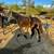 Horses 9 thumbnail