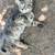 11 week old kittens 2 thumbnail