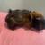 Guinea pig 2 thumbnail