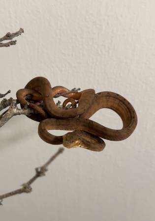 Amazon tree boa 1