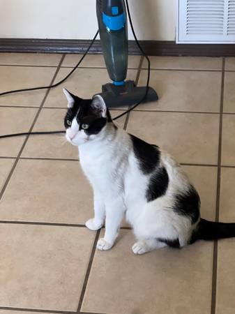 Gato fijo de color vaca (Las cruces)63834020488963120