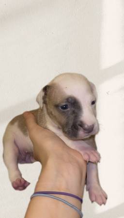 Amstaff pups (Mobile Al)63920391335682122