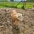 Purebred Katadyn rams 2 thumbnail