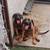 Free 4 belgian malanois golden retriever puppies 1 thumbnail