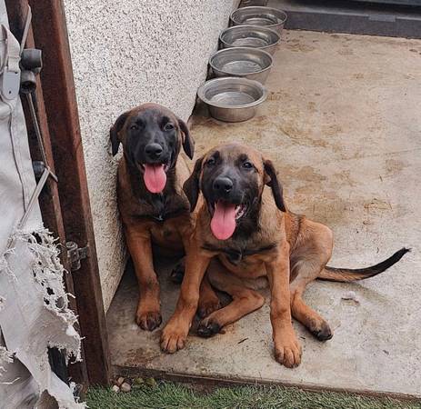 Free 4 belgian malanois golden retriever puppies 1