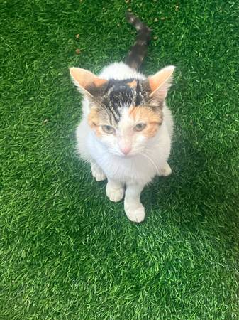 3 Kittens in need of Rehoming (Redondo Beach)63953954944258122