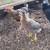Premium pullets 4 thumbnail