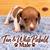 Miniature Dachshunds 4 thumbnail
