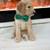 Poodle 7 thumbnail