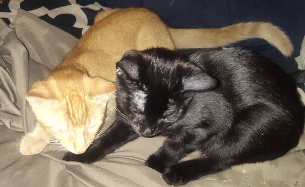 Hermanos sin hogar (gatitos) necesitan un hogar. (Lowell IN)64043042851715120