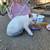 2 kittens looking for furever homes 2 thumbnail