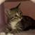 Kittens 3 thumbnail