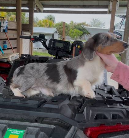 AKC long haired Dachshund Puppies63936142275202122
