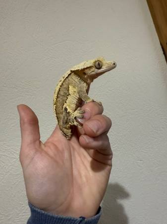 RTB Yellow soft scale white wall crested gecko female 1