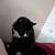 Affectionate Black and White Male Cat Needs a Home 3 thumbnail