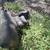 Baby pot belly pigs 3 thumbnail