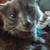 LOST GRAY CAT 2 thumbnail