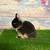 GENTLE Netherland Dwarf Black Otter Buck Bunny Rabbit 🐰🤎🖤 1 thumbnail