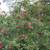 Ruby Rose Fragrant Historic Southern Shrub Several Cuttings To Root 10 thumbnail
