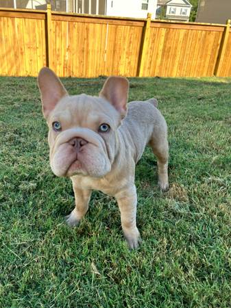 Akc 5 month old BigRope fluffy carrier frenchies (Lawrenceville)63922481737987121
