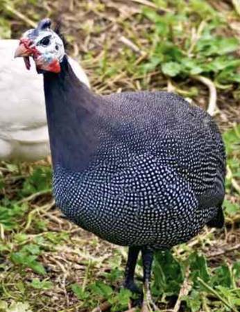Guinea Hen 1