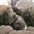 AKC toy poodle 1 thumbnail