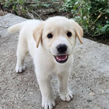 Cachorros mezclados (Clifton)63839343564419123