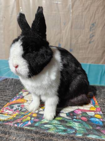 Netherland Dwarf 1