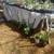 Garden starts 1 thumbnail
