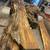Spaulted  Maple live edge lumber 5 thumbnail