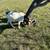 Boer goats 4 thumbnail