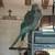 Blue Quaker Pair 1 thumbnail