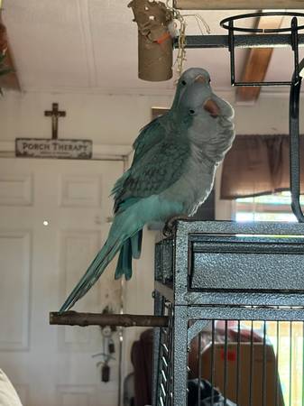 Blue Quaker Pair 1