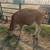 2026 A2A2 Registered Jersey Heifer 1 thumbnail